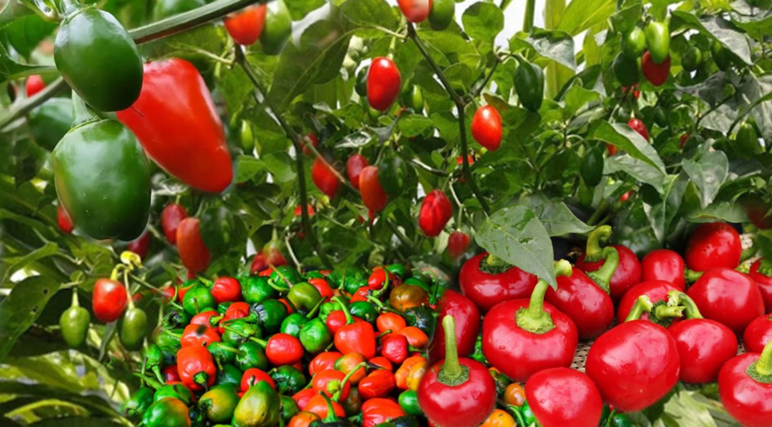  
                                          खुर्सानी हरियो(अकबरे)                      